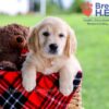Image of Diamond, a Golden Retriever puppy