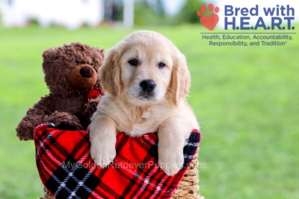 Image of Diamond, a Golden Retriever puppy