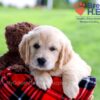 Image of Dimple, a Golden Retriever puppy