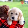 Image of Dimple, a Golden Retriever puppy