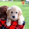 Image of Dimple, a Golden Retriever puppy