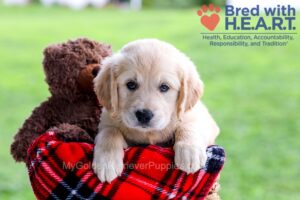 Image of Dimple, a Golden Retriever puppy
