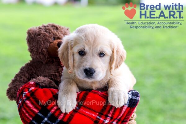 Image of Dimple, a Golden Retriever puppy