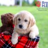 Image of Dimple, a Golden Retriever puppy