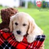 Image of Dimple, a Golden Retriever puppy