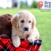 Image of Dimple, a Golden Retriever puppy
