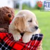 Image of Dimple, a Golden Retriever puppy