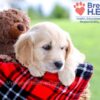 Image of Dimple, a Golden Retriever puppy