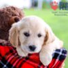 Image of Dimple, a Golden Retriever puppy