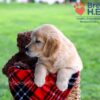 Image of Dixie, a Golden Retriever puppy