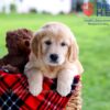Image of Dixie, a Golden Retriever puppy