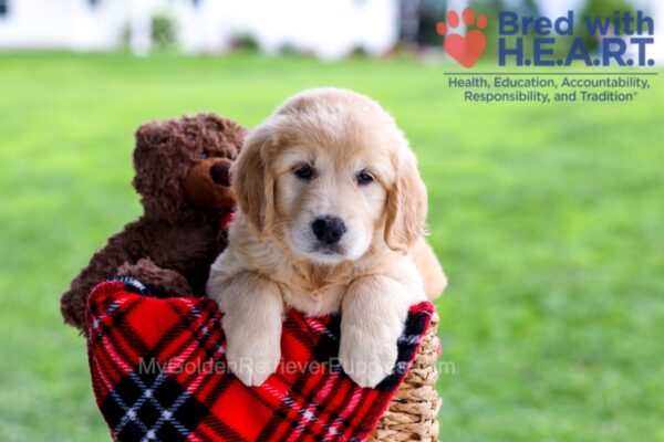 Image of Dixie, a Golden Retriever puppy