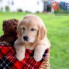 Image of Dixie, a Golden Retriever puppy