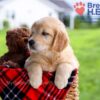 Image of Dixie, a Golden Retriever puppy