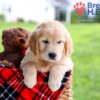 Image of Dixie, a Golden Retriever puppy