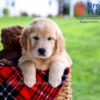 Image of Dixie, a Golden Retriever puppy