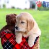 Image of Dixie, a Golden Retriever puppy