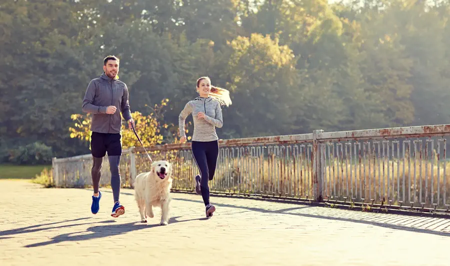 Dog breeds for active families