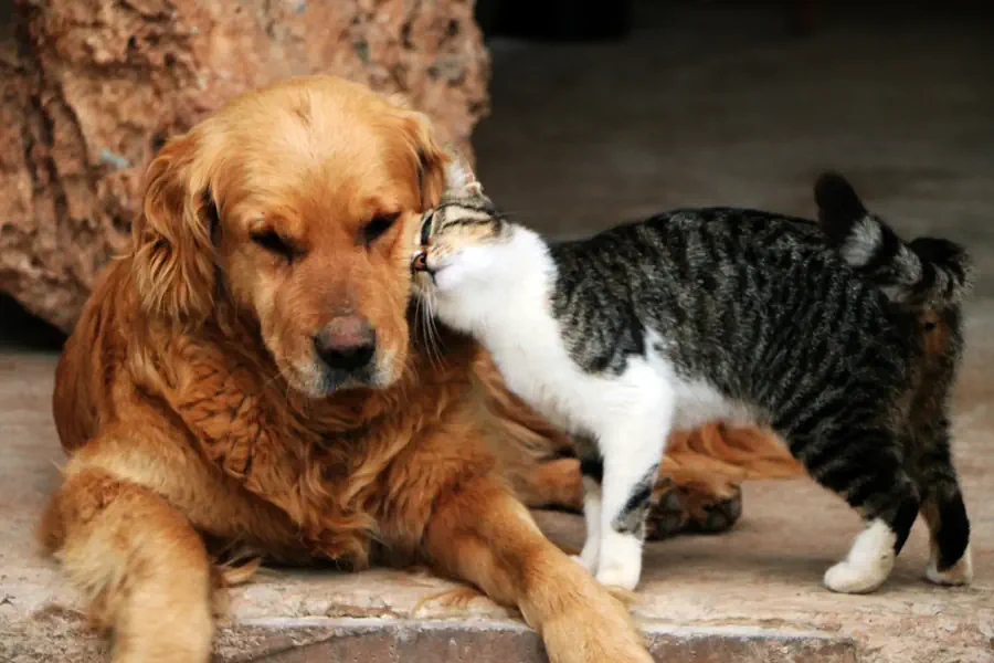 Dog breeds for homes with other pets