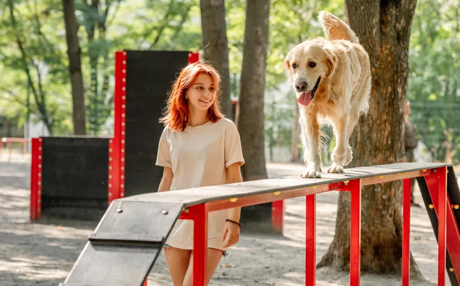 Easiest Dog Breeds to Train