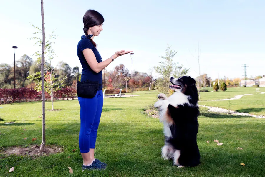 Easiest Large Dog Breeds to Train- Bernese Mountain Dog