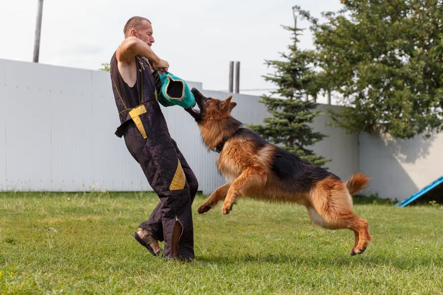 Easiest Large Dog Breeds to Train- German Shepherd