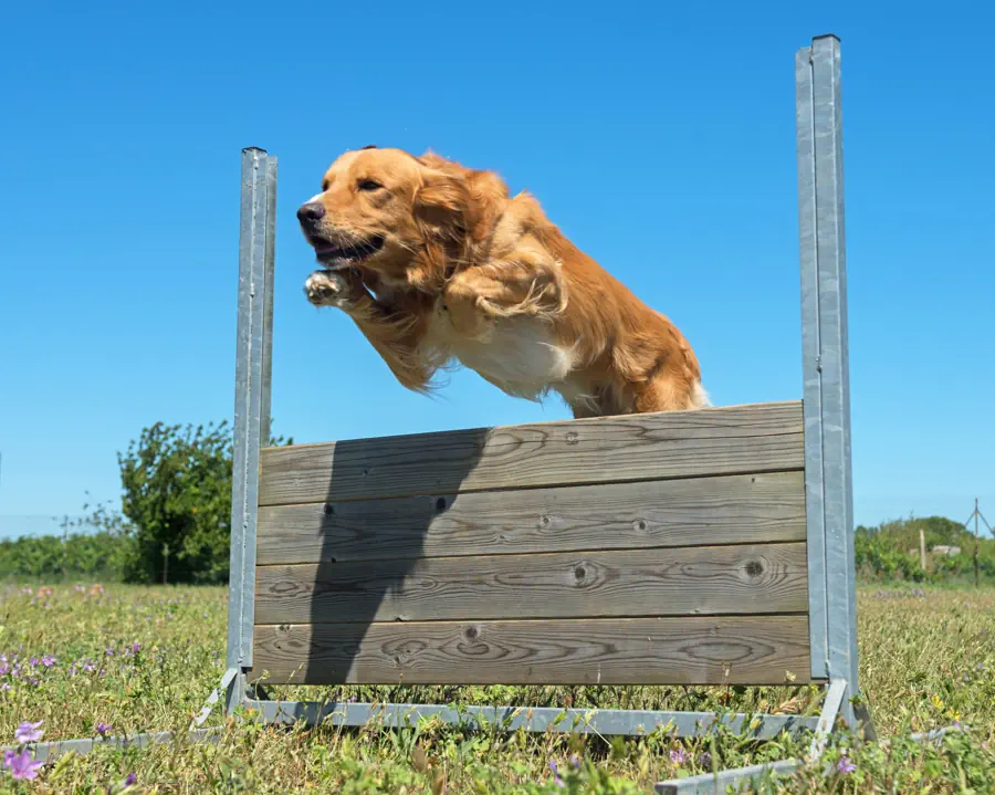 Easiest Large Dog Breeds to Train- Golden Retriever