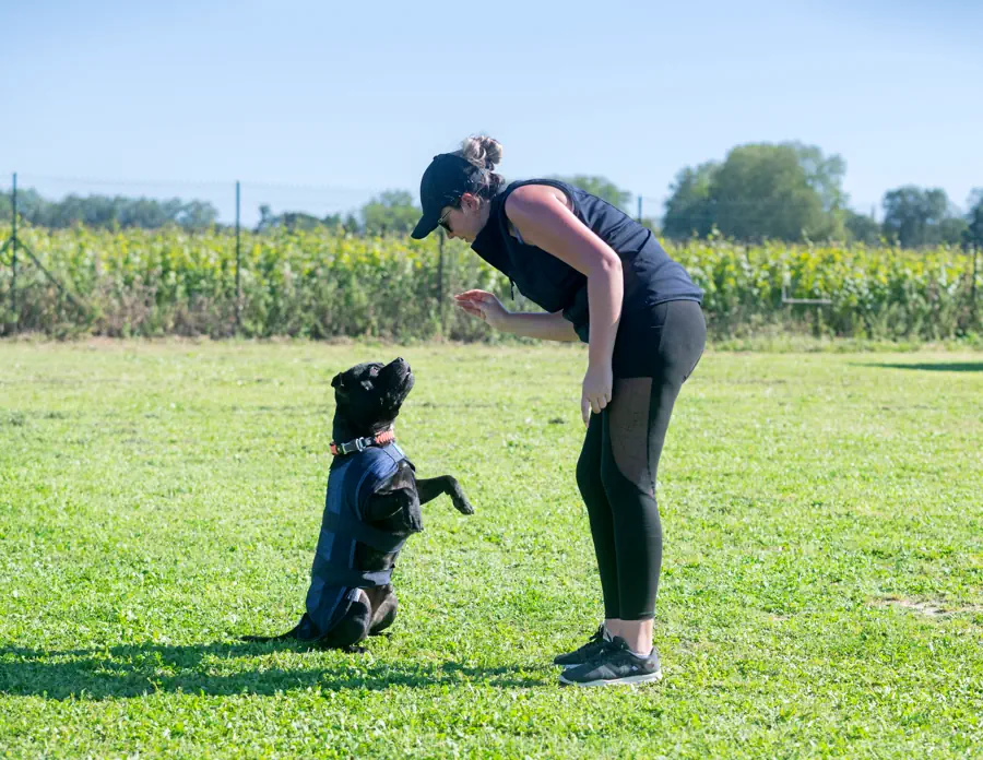 Easiest Large Dog Breeds to Train- Labrador Retriever