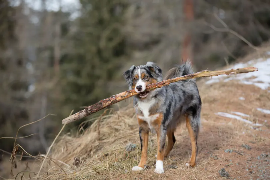 Easiest Medium-Sized Dog Breeds to Train- Australian Shepherd