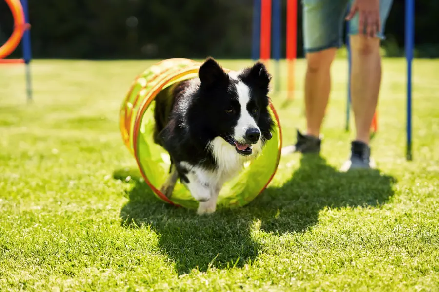 Easiest Medium-Sized Dog Breeds to Train- Border Collie