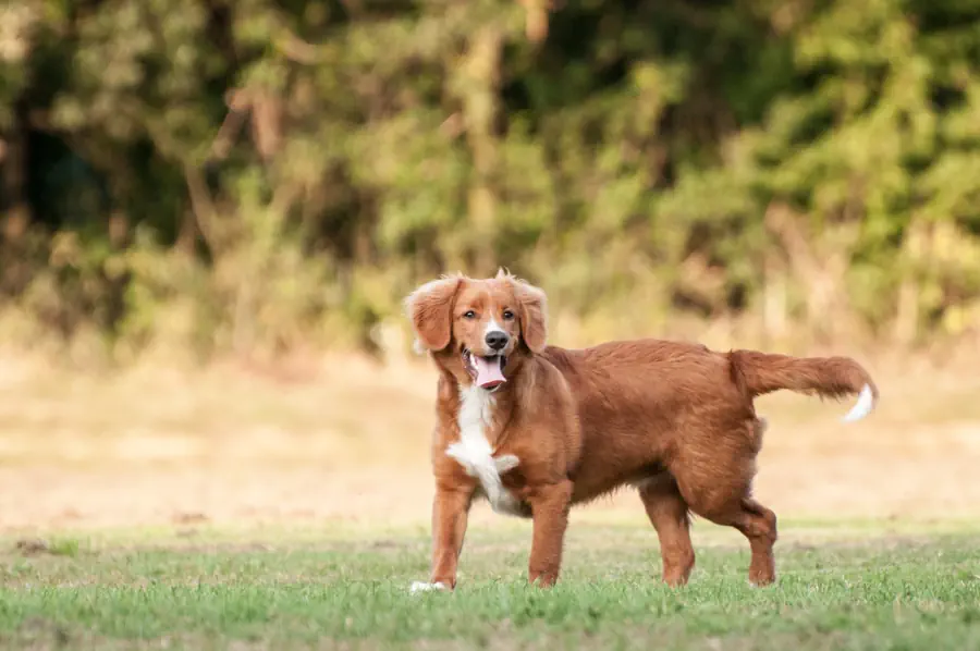 Easiest Medium-Sized Dog Breeds to Train- Nova Scotia Duck Tolling Retriever
