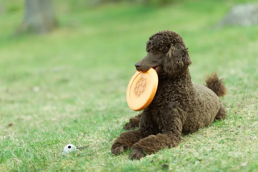 Easiest Medium-Sized Dog Breeds to Train- Standard Poodle