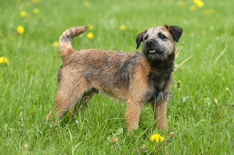 Easiest Small Dog Breeds to Train- Border Terrier