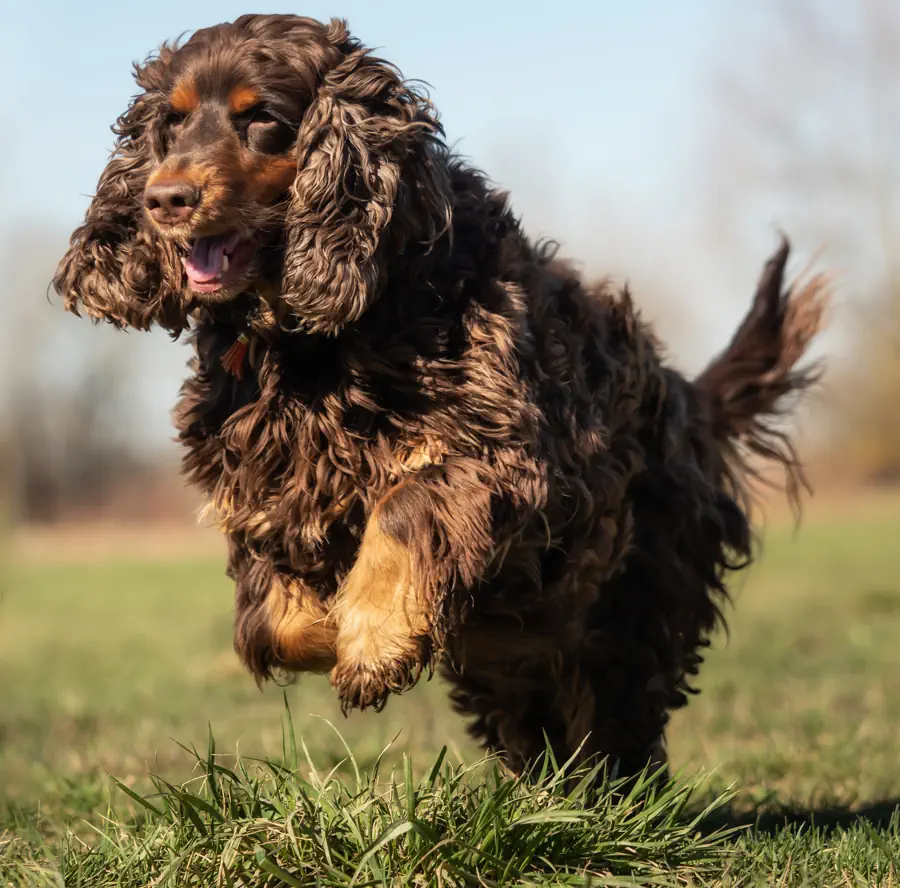 Easiest Small Dog Breeds to Train- Cocker Spaniel