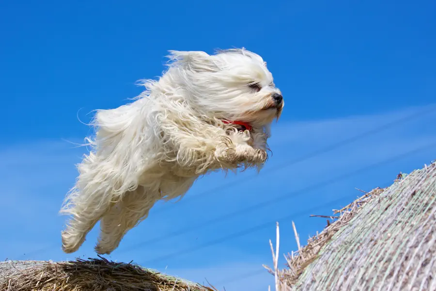 Easiest Small Dog Breeds to Train- Havanese