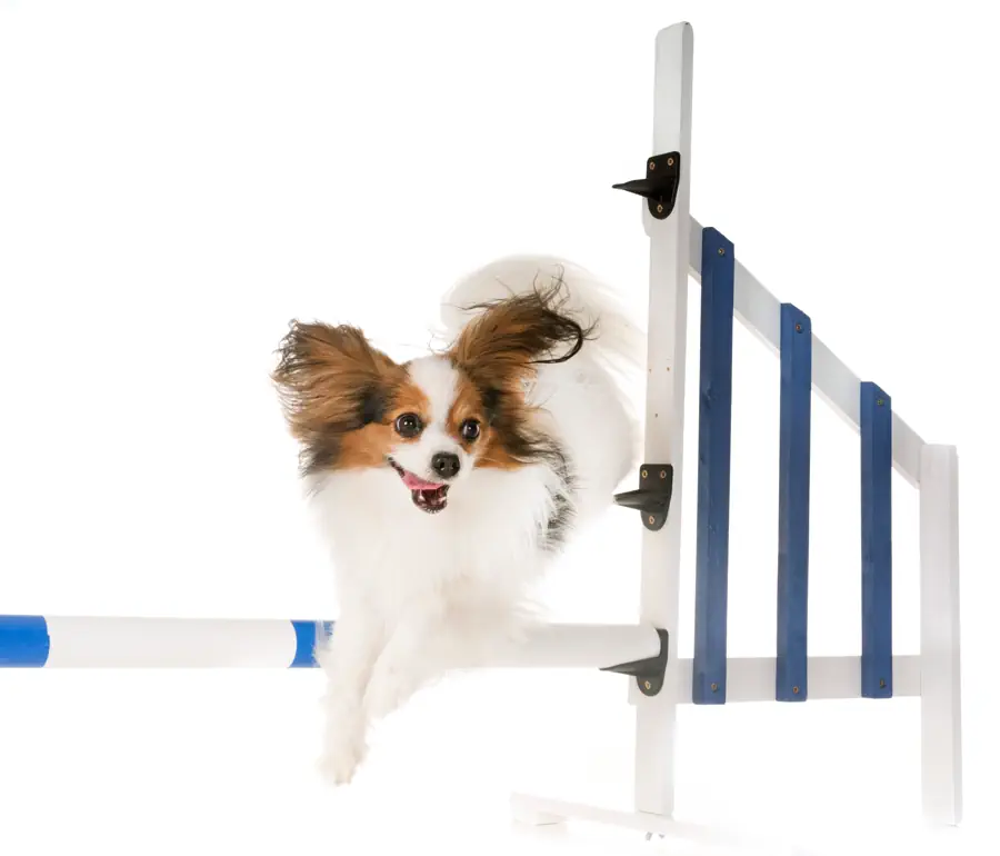 Easiest Small Dog Breeds to Train- Papillon