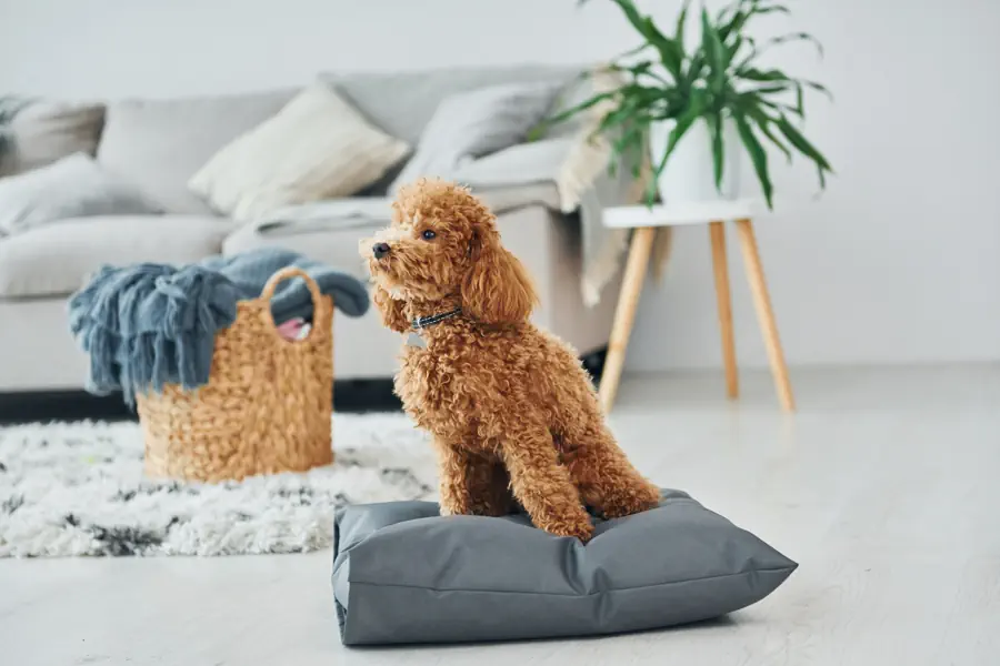 Easy-to-Train Dogs Are Good for Apartment Living