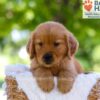 Image of Eldorado, a Golden Retriever puppy