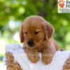Image of Eldorado, a Golden Retriever puppy