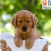 Image of Eldorado, a Golden Retriever puppy