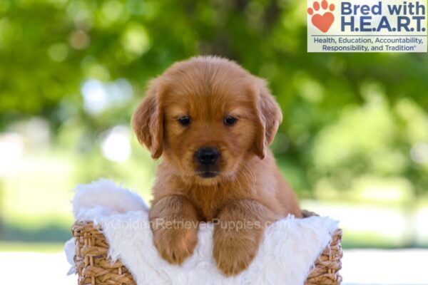 Image of Eldorado, a Golden Retriever puppy