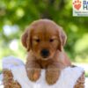 Image of Eldorado, a Golden Retriever puppy