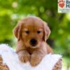 Image of Eldorado, a Golden Retriever puppy