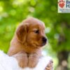 Image of Eldorado, a Golden Retriever puppy