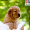 Image of Eldorado, a Golden Retriever puppy