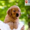 Image of Eldorado, a Golden Retriever puppy