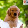 Image of Eldorado, a Golden Retriever puppy