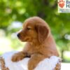 Image of Elise, a Golden Retriever puppy