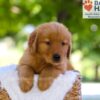 Image of Elise, a Golden Retriever puppy