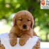 Image of Elise, a Golden Retriever puppy